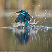 Buy canvas prints of Kingfisher emerges with fish by Stuart Wilson