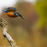 Buy canvas prints of Kingfisher launch by Stuart Wilson