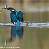 Buy canvas prints of A kingfisher triumphant with catch by Stuart Wilson