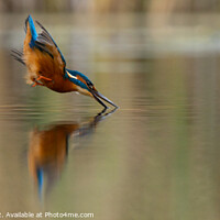 Buy canvas prints of Kingfisher dives for fish by Stuart Wilson