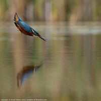 Buy canvas prints of A kingfisher locked on by Stuart Wilson