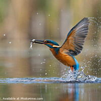 Buy canvas prints of The magnificent kingfisher by Stuart Wilson