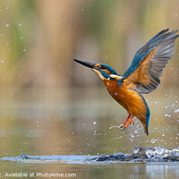 Buy canvas prints of The angelic kingfisher by Stuart Wilson