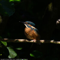 Buy canvas prints of Juvenile Kingfisher Perched by Stuart Wilson