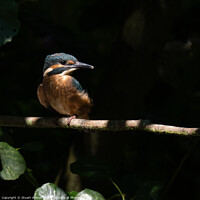 Buy canvas prints of Juvenile Kingfisher on a Branch by Stuart Wilson