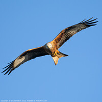 Buy canvas prints of Red Kite Circling by Stuart Wilson