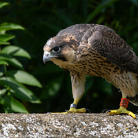 Buy canvas prints of Grounded Juvenile Peregrine Falcon by Stuart Wilson