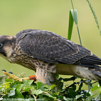 Buy canvas prints of Grounded Juvenile Peregrine Falcon by Stuart Wilson