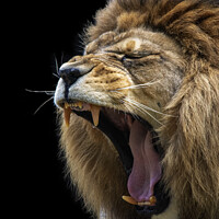 Buy canvas prints of Barbary Lion Roaring by Fiona Etkin