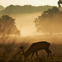 Buy canvas prints of Stag in Golden Mist  by Fiona Etkin