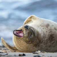 Buy canvas prints of Grey Seal Smiling by Fiona Etkin