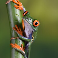 Buy canvas prints of A close-up of a Tree frog by Fiona Etkin
