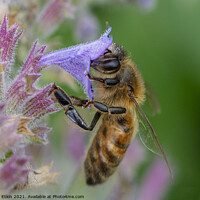 Buy canvas prints of Honey Bee pollinating a flower by Fiona Etkin