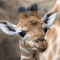 Buy canvas prints of Rothschild Giraffe calf Mburo by Fiona Etkin