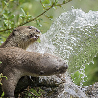 Buy canvas prints of Otters Playing in the fountain by Fiona Etkin