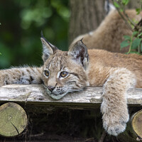 Buy canvas prints of Lynx Kitten relaxing on a wooden ledge by Fiona Etkin