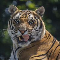Buy canvas prints of Blade the Bengal Tiger with his tongue out by Fiona Etkin