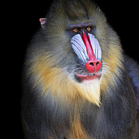 Buy canvas prints of Mandrill Portrait by Fiona Etkin