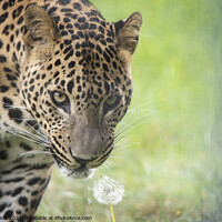 Buy canvas prints of Sariask the male Amur Leopard by Fiona Etkin