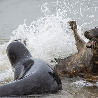 Buy canvas prints of Grey Seals splashing about by Fiona Etkin