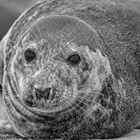 Buy canvas prints of Grey Seal portrait laying in the sand - B+W by Fiona Etkin
