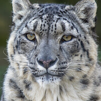 Buy canvas prints of Snow Leopard Portrait by Fiona Etkin