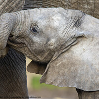Buy canvas prints of Male African Elephant calf Nusu  by Fiona Etkin
