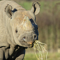 Buy canvas prints of Black Rhino in the sun by Fiona Etkin