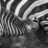 Buy canvas prints of Zebra foal  feeding on mum - B+W  by Fiona Etkin