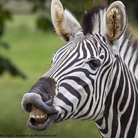 Buy canvas prints of Zebra showing teeth by Fiona Etkin