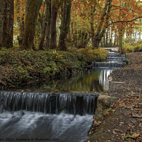 Buy canvas prints of Tehidy Flowing falls by Fiona Etkin