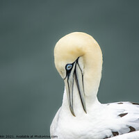 Buy canvas prints of Gannet looking Down by Fiona Etkin