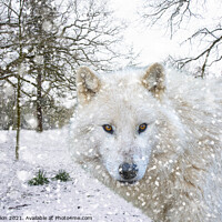 Buy canvas prints of Hudson Bay Wolf in the snow by Fiona Etkin