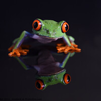 Buy canvas prints of Red- Eyed Chilean Tree Frog reflections by Fiona Etkin