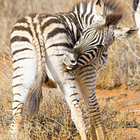 Buy canvas prints of Zebra foal at Aquila by Fiona Etkin