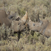 Buy canvas prints of Rhinos in the African Bushveld by Fiona Etkin