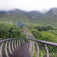 Buy canvas prints of The Boomslang walkway at Kirstenbosch by Fiona Etkin