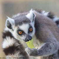 Buy canvas prints of Ringtailed Lemur with lettuce  by Fiona Etkin
