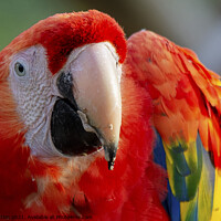 Buy canvas prints of Scarlet Macaw close up portrait by Fiona Etkin