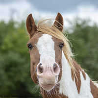 Buy canvas prints of Chestnut and White Horse portrait by Fiona Etkin