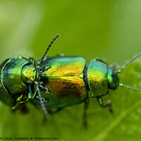 Buy canvas prints of Tansy Beetles macro by Fiona Etkin