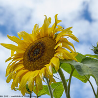 Buy canvas prints of Sunflower in the sky by Fiona Etkin