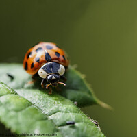 Buy canvas prints of  Ladybird on a leaf macro by Fiona Etkin