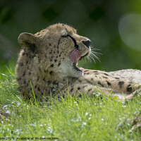 Buy canvas prints of Cheetah licking lips in the sunshine by Fiona Etkin