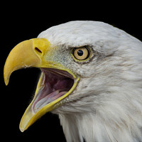Buy canvas prints of Bald Eagle with open beak portrait by Fiona Etkin