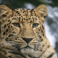 Buy canvas prints of Amur Leopard Portrait by Fiona Etkin