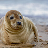 Buy canvas prints of Grey Seal on the beach by Fiona Etkin