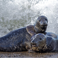Buy canvas prints of  seals embracing the waves by Fiona Etkin