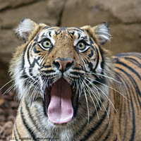 Buy canvas prints of Sumatran Tigress yawning by Fiona Etkin