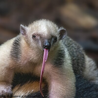 Buy canvas prints of Southern Tamandua with a very long tongue!!!!! by Fiona Etkin